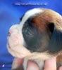 Tanyati C Litter