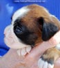 Tanyati C Litter