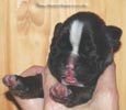 Tanyati C Litter