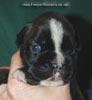 Tanyati C Litter