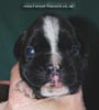 Tanyati C Litter