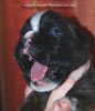 Tanyati C Litter