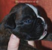 Tanyati C Litter