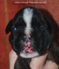 Tanyati C Litter