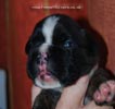 Tanyati C Litter