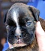 Tanyati C Litter