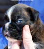 Tanyati C Litter