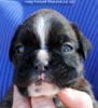 Tanyati C Litter