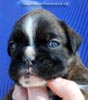 Tanyati C Litter
