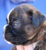 Tanyati C Litter