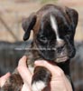 Tanyati C Litter