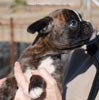 Tanyati C Litter