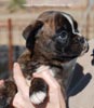 Tanyati C Litter