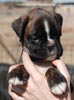 Tanyati C Litter