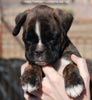 Tanyati C Litter