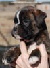 Tanyati C Litter