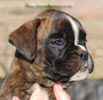 Tanyati C Litter