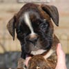 Tanyati C Litter