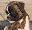 Tanyati C Litter