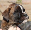 Tanyati C Litter