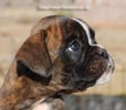Tanyati C Litter