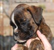 Tanyati C Litter