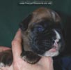 Tanyati C Litter