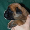 Tanyati C Litter