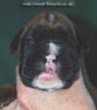 Tanyati C Litter