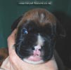 Tanyati C Litter