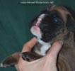Tanyati C Litter