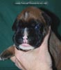 Tanyati C Litter