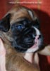 Tanyati C Litter