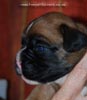 Tanyati C Litter