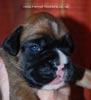 Tanyati C Litter