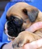 Tanyati C Litter