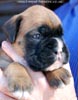Tanyati C Litter