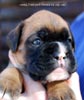 Tanyati C Litter