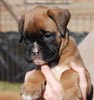 Tanyati C Litter