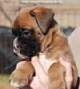 Tanyati C Litter