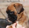 Tanyati C Litter