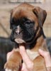 Tanyati C Litter