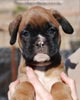 Tanyati C Litter