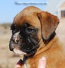 Tanyati C Litter