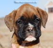 Tanyati C Litter