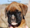 Tanyati C Litter