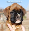 Tanyati C Litter
