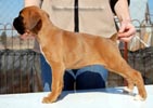Tanyati C Litter