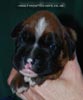 Tanyati C Litter