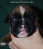 Tanyati C Litter